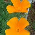 Eschscholtzia californica fleur (2)